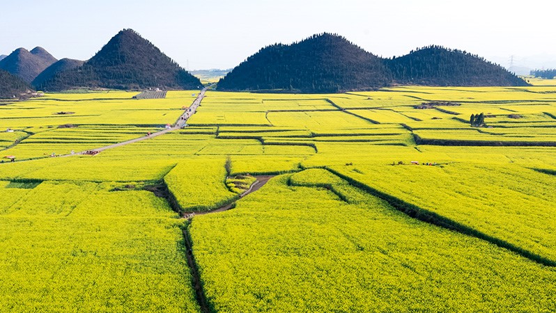 鄉村(cūn)振興